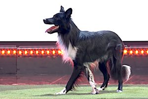 Roni Sagi & Rhythm AGT 2024 Semifinals  Season 19  Dog Act